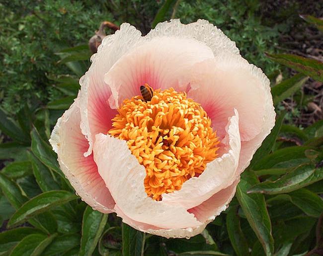 Paeonia Athena 牡丹 Bob Apples