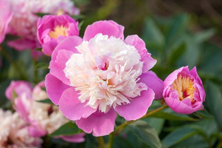 Paeonia Lactiflora 碗美丽 牡丹 Bob Apples